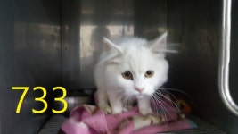 인천 계양 계산동에서 터키시 앙고라 발견 보호