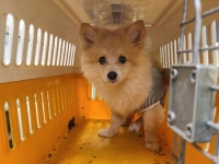 부산 남구 유엔평화로 10번길에서 파란 줄무늬 티셔츠 강아지 발견 보호