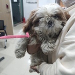 충북 청주 흥덕구 봉명동에서 시츄 발견 보호