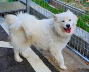 경기 용인 처인구 백암면 장평초등학교 도로에서 사모예드 발견 보호