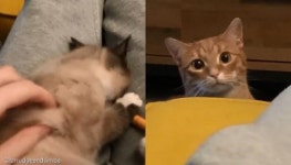 집사가 새로 온 냥이 예뻐하자 냥충격 받은 고양이..배신이다옹