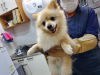 인천 부평 아트센터로44번길9에서 포메라니안 발견 보호