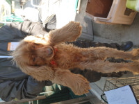 경남 양산 웅상대로 수족관마트에서 잉글리쉬 코커 스패니얼 발견 보호