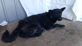 경북 경산 황제리에서 교통사고 까만 강아지 발견 보호