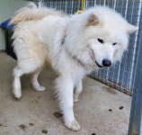 경북 예천 예천읍 뚜레쥬르 예천중앙점 인근에서 사모예드 발견 보호