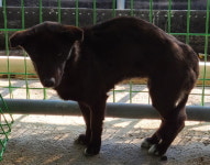 전남 곡성 오산로에서 검정 강아지 발견 보호