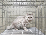 경기 이천 중리동에서 페르시안 친칠라 발견 보호