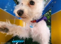 사진 촬영 좋아하는 반려견 위해 전용 댕댕 셀카존 만들어준 주인