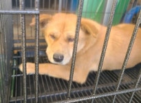 경남 창원 남영로 527번길에서 진갈색 강아지 발견 보호