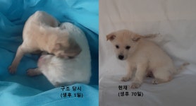 경북 경산 백안리에서 땅속에 묻혀 있던 새끼 강아지 발견 보호