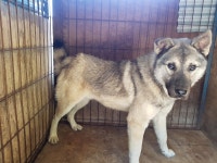 경북 칠곡 석적읍 성곡리에서 라이카 발견 보호..야산 나무에 묶어두고 주인 안옴