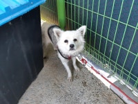 경남 진주시 금곡면 송곡길에서 흰갈색 강아지 발견 보호