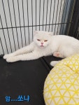 전북 군산 나운동 청솔아파트에서 스코티시폴드 고양이 발견 보호