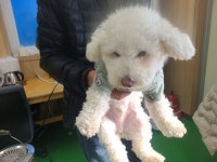 경남 창원 설산한의원 부근에서 비숑 프리제 형제 발견 보호