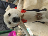 경남 양산 어곡터널로189에서 흰색 강아지 발견 보호