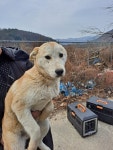 강원 홍천 성산 동키마을 부근에서 주황흰색 강아지 발견 보호