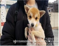 대전 대덕 한남대 정문 주변에서 포메라니안 발견 보호