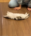 입양 첫날 대자로 누운 `외향 아깽이`..긴장감 1도 없어