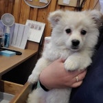 경기 부천 호현로 489번길에서 스피츠 믹스 강아지 발견 보호