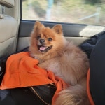 충남 당진시 면천로에서 포메라니안 발견 보호