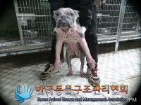 경기 의정부 호원동에서 프렌치 불독 발견 보호