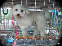 서울 강서구 곰달래지구대 인근에서 말티즈 발견 보호