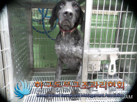 서울 구로구 오류동 천왕산 일대에서 포인터 발견 보호