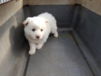 전남 고흥군 점암면사무소에서 흰색 강아지 발견 보호