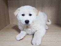 경기 광주시 칠사산 정상에서 흰색 어린 강아지 발견 보호