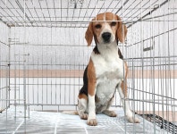 경기 여주 오학동에서 비글 발견 보호