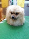 울산 남구 상개로에서 포메라니안 발견 보호