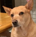 집사가 뚠냥이 어와둥둥 하자 질투 폭발한 강아지..나는?