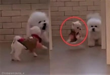 자기보다 덩치 큰 친구에게 장난치다 날아가 버린(?) 쪼꼬미 강아지