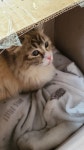 경기 평택 여술로에서 갈흰색 고양이 발견 보호