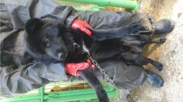 경남 양산 동면 석산 알뜰주유소에서 까만 강아지 발견 보호