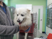 강원 춘천 남산파출소에서 스피츠 발견 보호