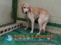 서울 금천구 남부순환로에서 갈흰색 강아지 발견 보호