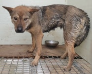 경기 화성 장안면 흥천길에서 갈, 고동색 강아지 발견 보호