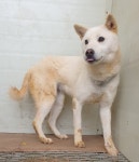 경기 화성 장안면 흥천길에서 흰색 강아지 발견 보호