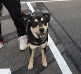 울산 북구 매곡로에서 블랙탄 진돗개 발견 보호