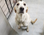 충남 당진시 우강면 부장리에서 흰갈색 강아지 발견 보호