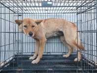 경기 여주 매룡동에서 진돗개 발견 보호