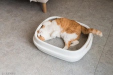 프로젝트21, 먼지 없고 부드러운 프리미엄 퓨어 벤토나이트 출시