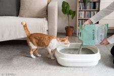 프로젝트21, 먼지 없고 부드러운 프리미엄 퓨어 벤토나이트 출시