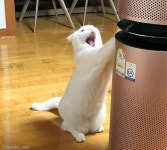 신상 스크래처(?) 등장에 왕 행복해진 냥이..제발 그것만은 안 돼!