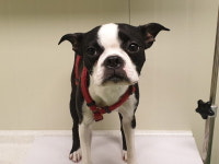 부산 기장 일광에서 보스턴 테리어 발견 보호