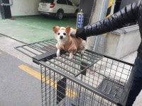 경남 함양 함양로에서 갈색옷 착용 갈색 강아지 발견 보호