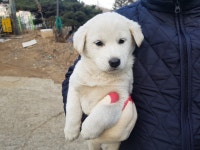 경기 광주시 도척면 도척로 일대에서 어린 진돗개 발견 보호