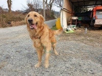 울산 울주군 온양읍 중광1길에서 골든 리트리버 발견 보호