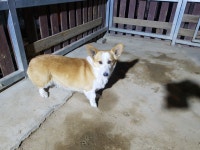 경북 칠곡 약목면사무소 앞에서 웰시 코기 발견 보호